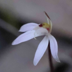 Caladenia fuscata at Acton, ACT - suppressed