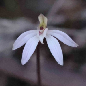 Caladenia fuscata at Acton, ACT - suppressed