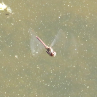 Anisoptera (suborder) (Unidentified dragonfly) at Tidbinbilla Nature Reserve - 4 Sep 2023 by Christine