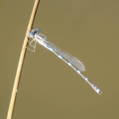 Austrolestes leda (Wandering Ringtail) at Tidbinbilla Nature Reserve - 4 Sep 2023 by Christine