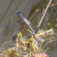 Austrolestes leda at Paddys River, ACT - 4 Sep 2023