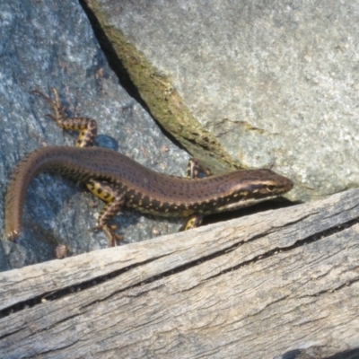 Eulamprus heatwolei (Yellow-bellied Water Skink) at Tidbinbilla Nature Reserve - 4 Sep 2023 by Christine