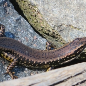 Eulamprus heatwolei at Paddys River, ACT - 4 Sep 2023 03:16 PM