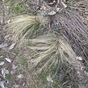 Nassella trichotoma at Watson, ACT - 4 Sep 2023