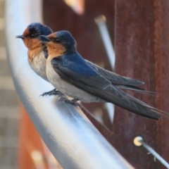 Hirundo neoxena (Welcome Swallow) at Tidbinbilla Nature Reserve - 4 Sep 2023 by Christine