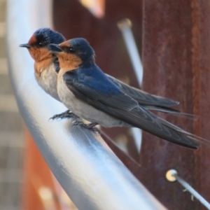 Hirundo neoxena at Paddys River, ACT - 4 Sep 2023