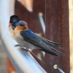 Hirundo neoxena at Paddys River, ACT - 4 Sep 2023 03:21 PM