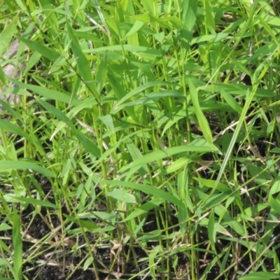 Isachne globosa (Swamp Millet) at Point Hut to Tharwa - 26 Mar 2023 by MichaelBedingfield