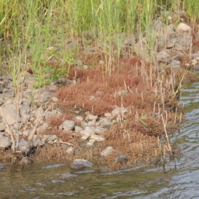 Myriophyllum verrucosum (Red Water-milfoil) at Point Hut to Tharwa - 26 Mar 2023 by MichaelBedingfield