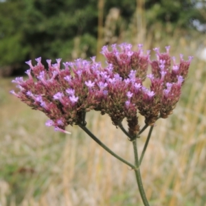 Verbena incompta at Tuggeranong, ACT - 26 Mar 2023