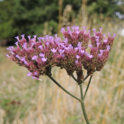 Verbena incompta (Purpletop) at Tuggeranong, ACT - 26 Mar 2023 by michaelb