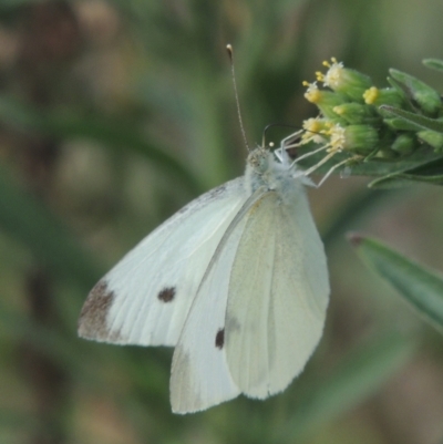 Pieris rapae (Cabbage White) at Point Hut to Tharwa - 26 Mar 2023 by MichaelBedingfield