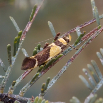 Macrobathra chrysotoxa (A cosmet moth) at Gungahlin, ACT - 14 Feb 2023 by KorinneM