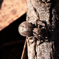 Jotus sp. (genus) - 1 Jan 1900 by CathB
