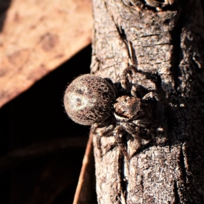 Jotus sp. (genus) - 1 Jan 1900 by CathB