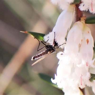 Empididae (family) (Dance fly) at Belconnen, ACT - 31 Aug 2023 by CathB