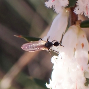 Empididae sp. (family) at Belconnen, ACT - 31 Aug 2023