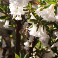 Syrphini sp. (tribe) (Unidentified syrphine hover fly) at Mount Painter - 31 Aug 2023 by CathB