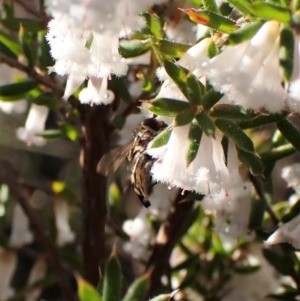 Syrphini sp. (tribe) at Belconnen, ACT - 31 Aug 2023