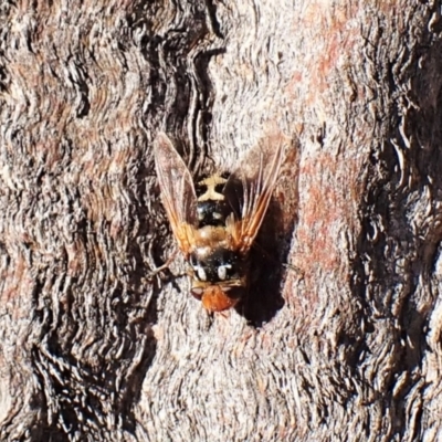 Microtropesa sp. (genus) (Tachinid fly) at Mount Painter - 31 Aug 2023 by CathB