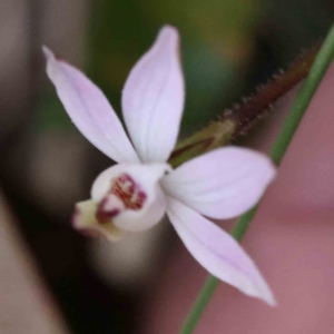 Caladenia fuscata at Acton, ACT - 4 Sep 2023