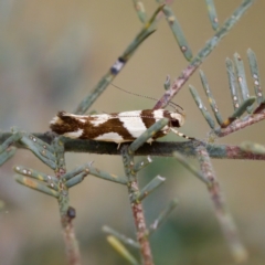 Macrobathra desmotoma ( A Cosmet moth) at Gungahlin, ACT - 14 Feb 2023 by KorinneM