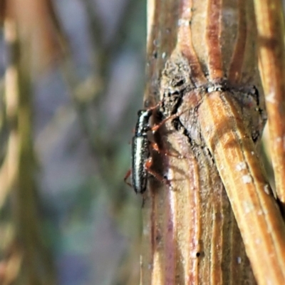 Lemidia subaenea (Clerid beetle) at Belconnen, ACT - 1 Sep 2023 by CathB