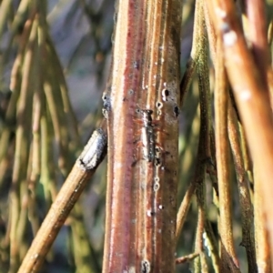 Lemidia subaenea at Belconnen, ACT - 1 Sep 2023