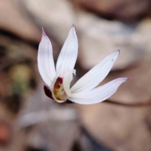 Caladenia fuscata at Acton, ACT - suppressed