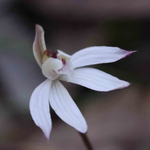 Caladenia fuscata at Acton, ACT - suppressed