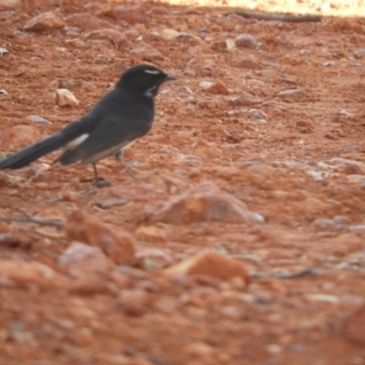 Rhipidura leucophrys (Willie Wagtail) at Gunderbooka, NSW - 28 Aug 2023 by SimoneC