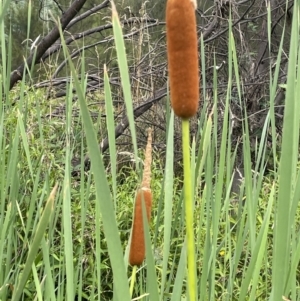 Typha orientalis at Paddys River, ACT - 24 Feb 2022