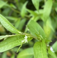 Persicaria hydropiper (Water Pepper) at Paddys River, ACT - 23 Feb 2022 by JaneR