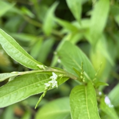 Persicaria hydropiper (Water Pepper) at Paddys River, ACT - 23 Feb 2022 by JaneR