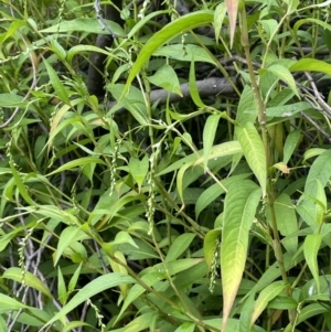 Persicaria hydropiper at Paddys River, ACT - 24 Feb 2022