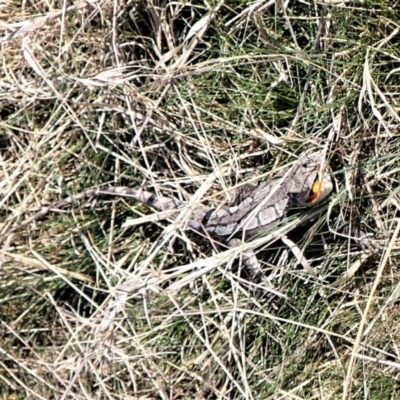 Unidentified Dragon at Molonglo Valley, ACT - 3 Sep 2023 by CathB