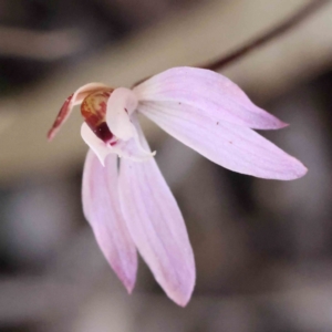 Caladenia fuscata at Acton, ACT - suppressed