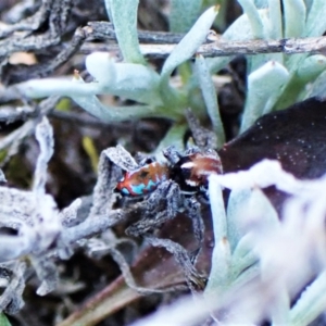 Maratus calcitrans at Belconnen, ACT - 1 Sep 2023