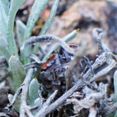 Maratus calcitrans at Belconnen, ACT - 1 Sep 2023