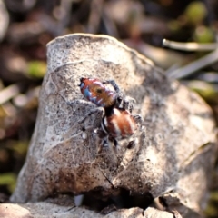 Maratus calcitrans at Belconnen, ACT - 1 Sep 2023