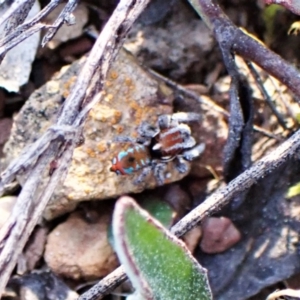 Maratus calcitrans at Belconnen, ACT - 1 Sep 2023