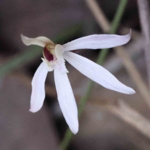 Caladenia fuscata at Acton, ACT - suppressed