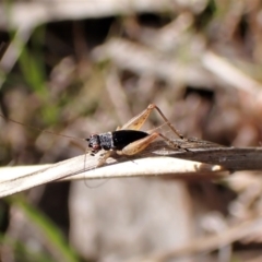 Trigonidium australiana at Belconnen, ACT - 3 Sep 2023