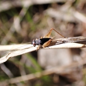 Trigonidium australiana at Belconnen, ACT - 3 Sep 2023