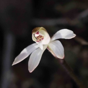 Caladenia fuscata at Acton, ACT - suppressed