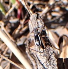 Trigonidium (Balamara) albovittatum (Handsome trig) at Belconnen, ACT - 3 Sep 2023 by CathB