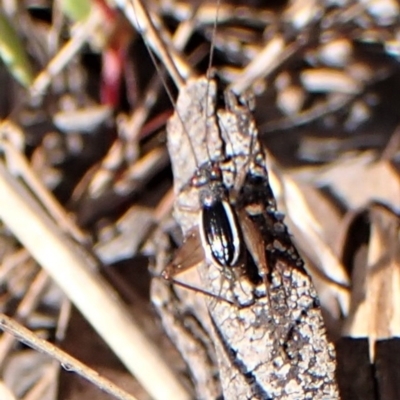 Trigonidium (Balamara) albovittatum (Handsome trig) at Belconnen, ACT - 3 Sep 2023 by CathB