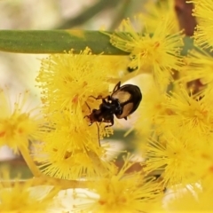 Sarothrocrepis civica (An arboreal 'ground' beetle) at Mount Painter - 3 Sep 2023 by CathB