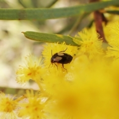 Sarothrocrepis civica at Belconnen, ACT - 3 Sep 2023