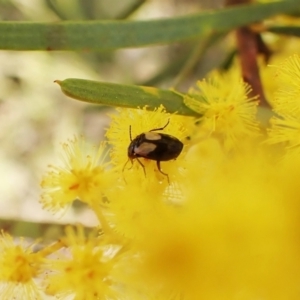 Sarothrocrepis civica at Belconnen, ACT - 3 Sep 2023 03:04 PM